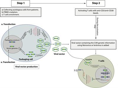 Targeting Cancer Stem Cells by Genetically Engineered Chimeric Antigen Receptor T Cells